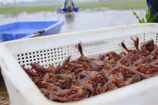 养龙虾的方法,池水透明度保持在35厘米以上