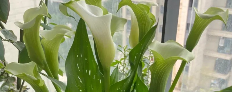 怎么养殖马蹄莲，花期每隔半个月追肥一次