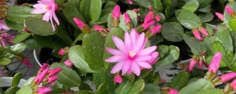 假昙花如何水培，选用雨水或者井水养