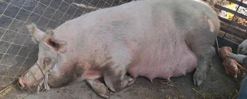 母猪胎衣不下的症状，初期症状表现为不安