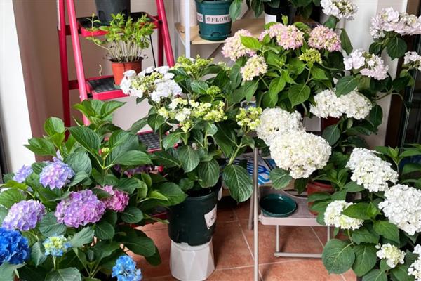 真花怎么养的持久一点，要合理控制水分的蒸发