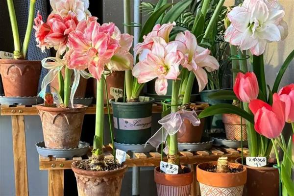 真花怎么养的持久一点，要合理控制水分的蒸发