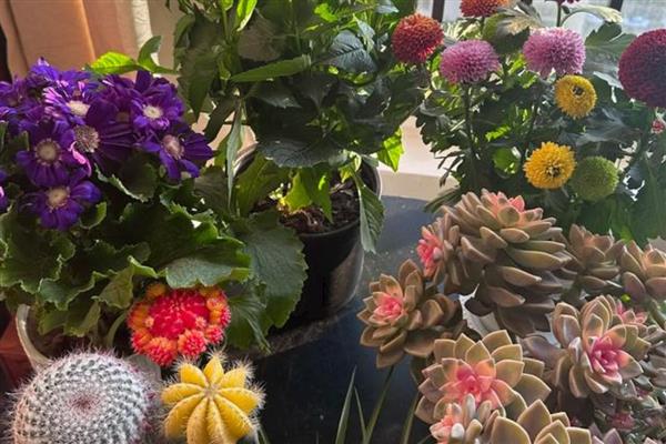 真花怎么养的持久一点，要合理控制水分的蒸发