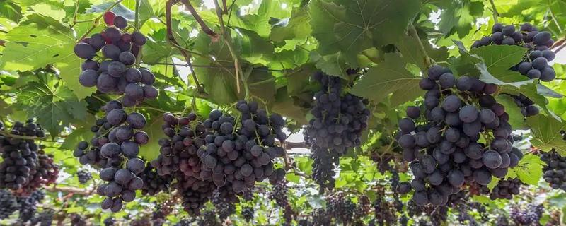 农村有潜力的种植项目，以下8个品种值得推荐