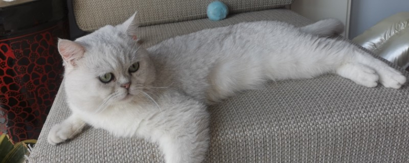 给猫咪驱虫要注意什么，第一次服用驱虫药要满八周龄