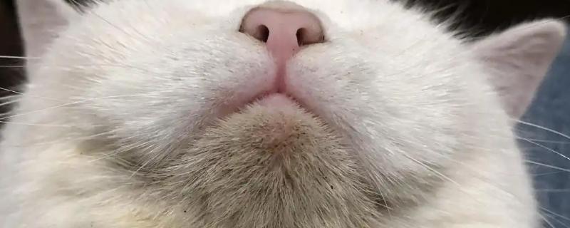 猫咪为什么黑下巴，食物油性大、食具不洁都是常见原因