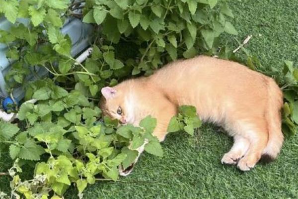 猫咪能吃薄荷叶吗,猫咪吃薄荷叶是无害的