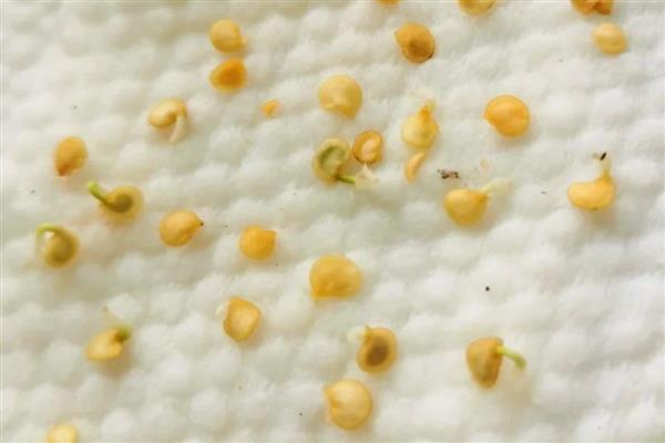 怎么在阳台上种辣椒，阳光充足能让植株长得更旺盛