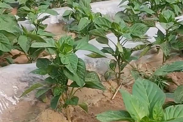 怎么在阳台上种辣椒，阳光充足能让植株长得更旺盛