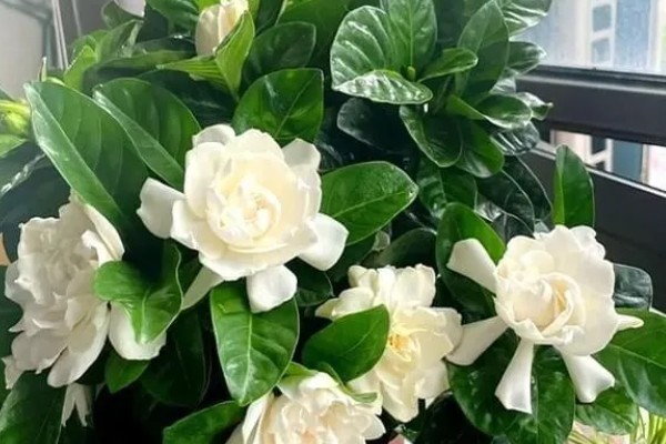 栀子花一年能开几次,品种不同开花次数也不同