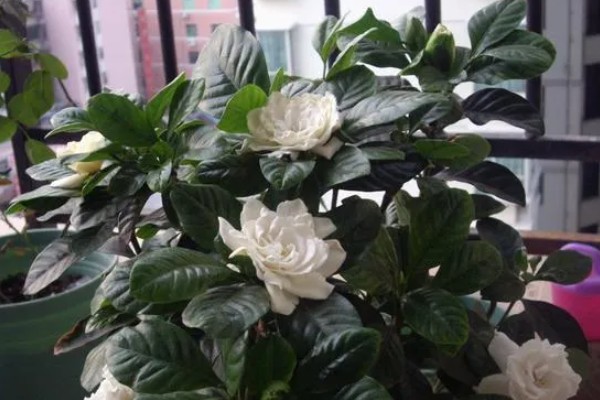 栀子花一年能开几次,品种不同开花次数也不同