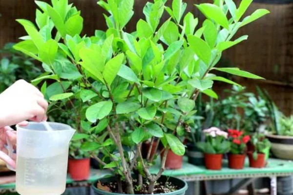 栀子花一年能开几次,品种不同开花次数也不同