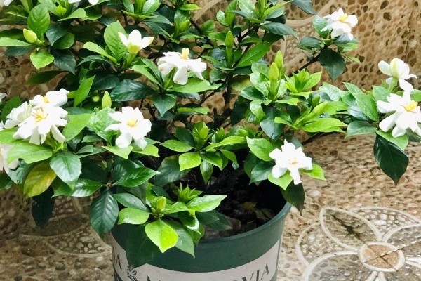 栀子花一年能开几次,品种不同开花次数也不同