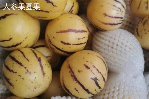 人参果菜果与圆果的区别，形状和口感均不同