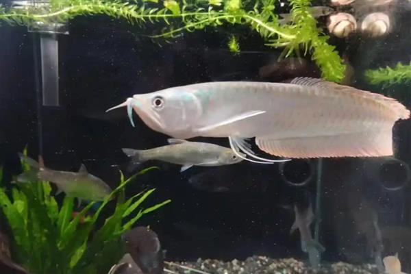 银龙鱼的寿命,寿命大约是3-8年