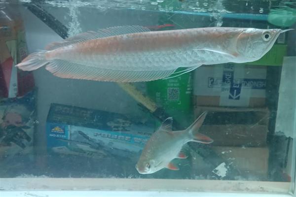 银龙鱼的寿命,寿命大约是3-8年