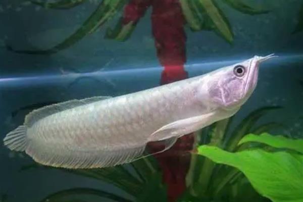 银龙鱼的寿命,寿命大约是3-8年