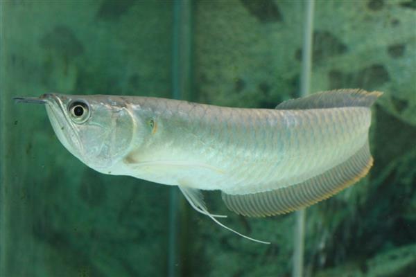 银龙鱼的寿命,寿命大约是3-8年
