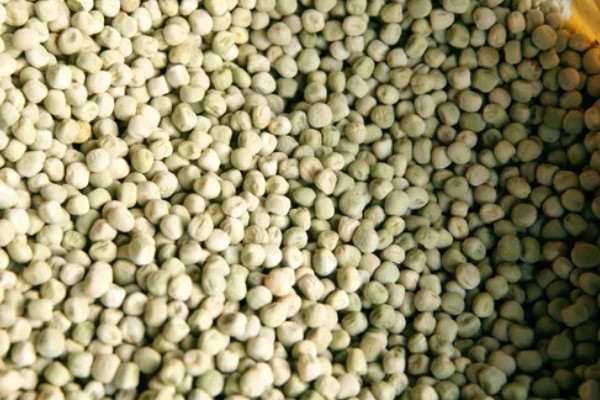 在家种豌豆的方法,浸种催芽等种子露白再播种