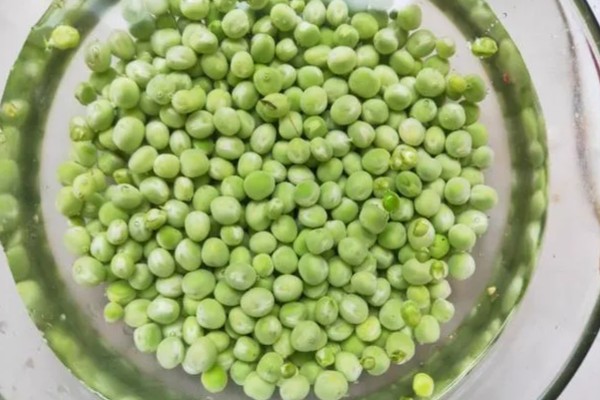 在家种豌豆的方法,浸种催芽等种子露白再播种