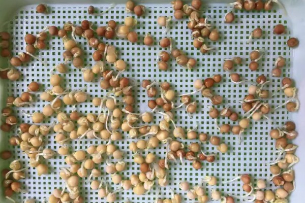 在家种豌豆的方法,浸种催芽等种子露白再播种