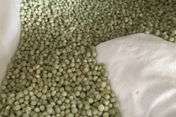 在家种豌豆的方法,浸种催芽等种子露白再播种