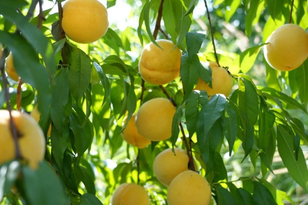 黄桃进入盛果期要几年，通常需要大约4-5年左右