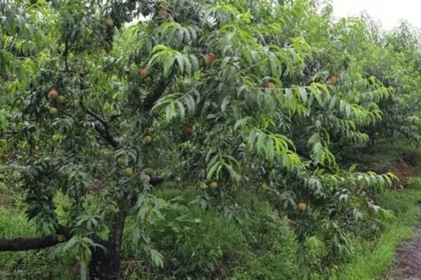 黄桃进入盛果期要几年，通常需要大约4-5年左右