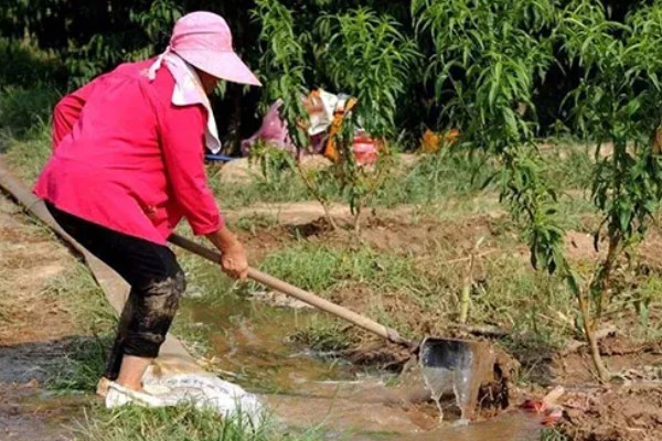 黄桃进入盛果期要几年，通常需要大约4-5年左右