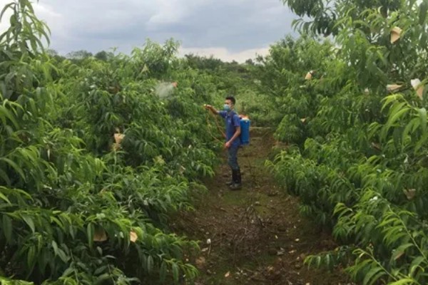 黄桃进入盛果期要几年，通常需要大约4-5年左右
