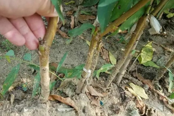 黄桃进入盛果期要几年，通常需要大约4-5年左右