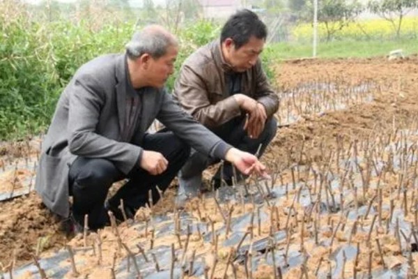 黄桃进入盛果期要几年，通常需要大约4-5年左右