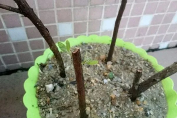 黄桃进入盛果期要几年，通常需要大约4-5年左右