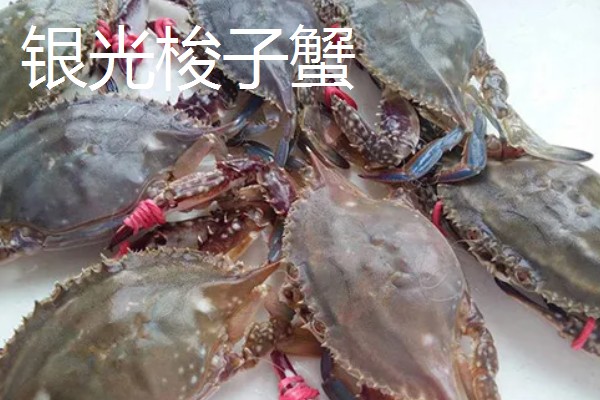 三角蟹是梭子蟹吗，属于同一种蟹类