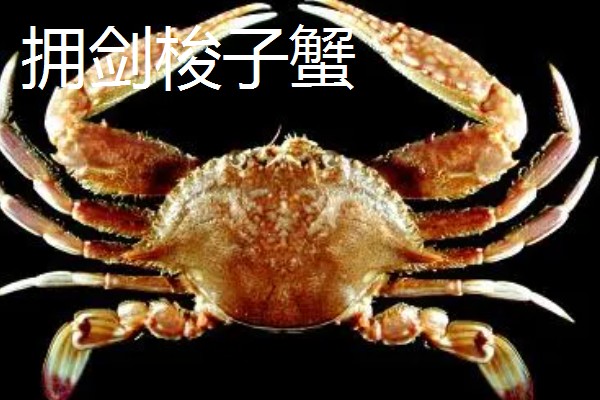 三角蟹是梭子蟹吗，属于同一种蟹类