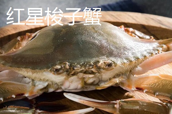 三角蟹是梭子蟹吗，属于同一种蟹类