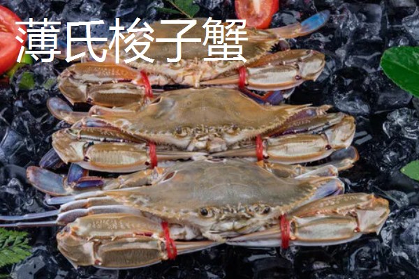 三角蟹是梭子蟹吗，属于同一种蟹类