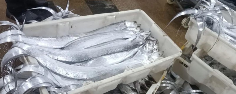 带鱼的价格，零售价为15-25元一斤