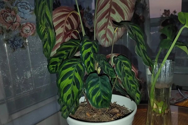 孔雀竹芋冬天叶子卷边怎么处理，根据原因对症处理