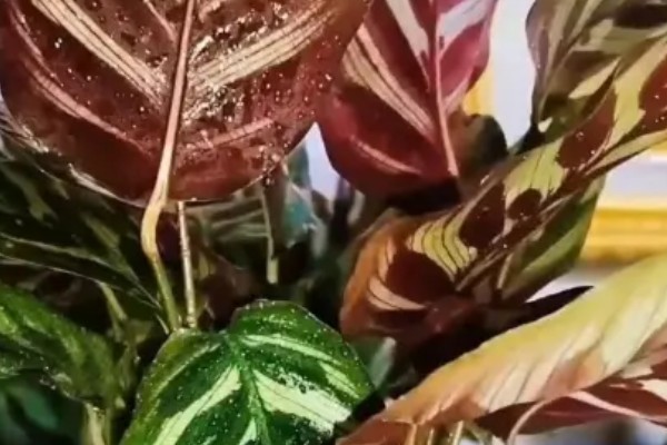 孔雀竹芋冬天叶子卷边怎么处理，根据原因对症处理