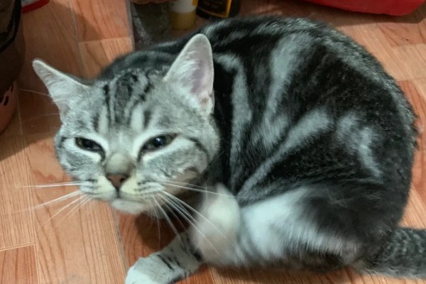 猫一直挠痒痒的原因，可能是身上有伤口在愈合