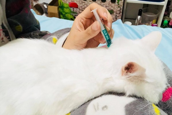 猫一直挠痒痒的原因，可能是身上有伤口在愈合