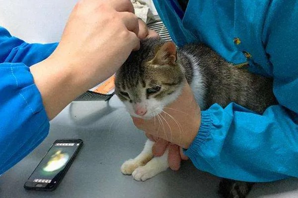 猫一直挠痒痒的原因，可能是身上有伤口在愈合