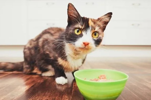 猫一直挠痒痒的原因，可能是身上有伤口在愈合