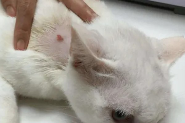 猫一直挠痒痒的原因，可能是身上有伤口在愈合