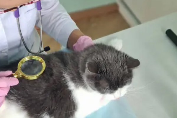 猫一直挠痒痒的原因，可能是身上有伤口在愈合