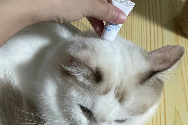 猫一直挠痒痒的原因，可能是身上有伤口在愈合