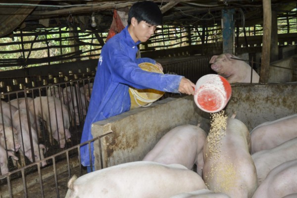 什么叫料肉比，指猪体重每增加一公斤所消耗的饲料用量