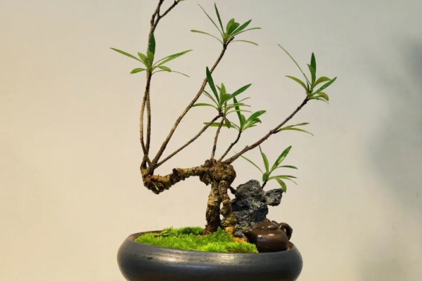 水横枝怎么养殖,春秋季节每隔2天浇一次水
