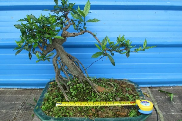 水横枝怎么养殖,春秋季节每隔2天浇一次水
